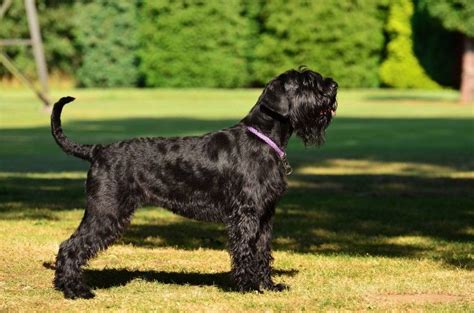They are loyal, hard workers and are best suited for an active household since they thrive off of rigorous activity. . Giant schnauzer puppies california